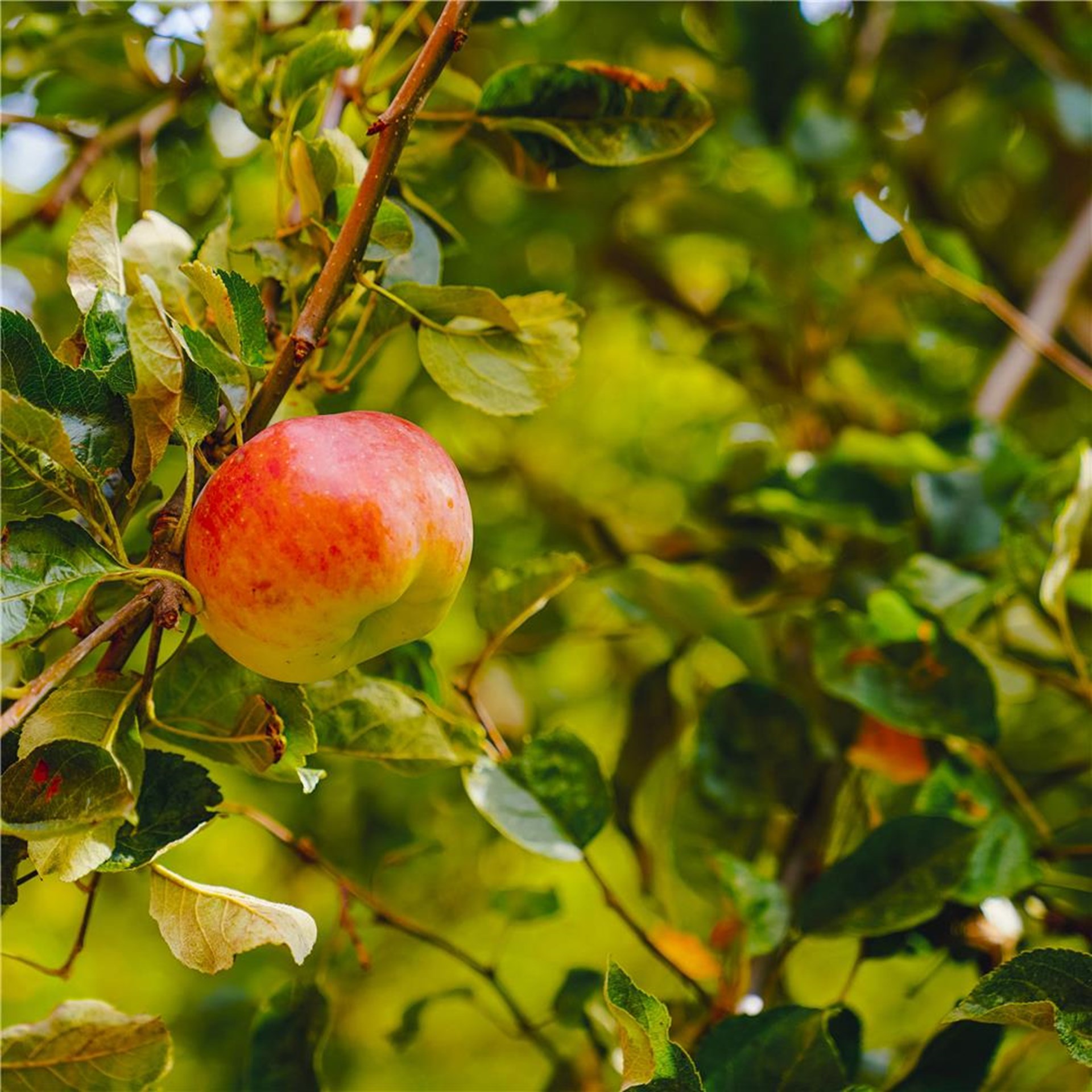 Bilder Haus St. Vitus  - 001 - Apfelbaum Garten Haus St. Vitus_Quadrat